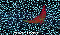 a dress desing start up, mantas are my allucinating best ... by Rafa Jimenez 